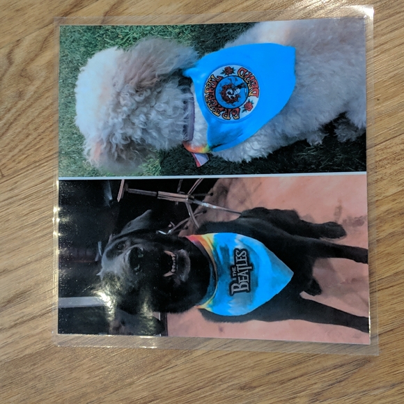 Guns N' Roses Dog Bandana - Picture 6 of 6